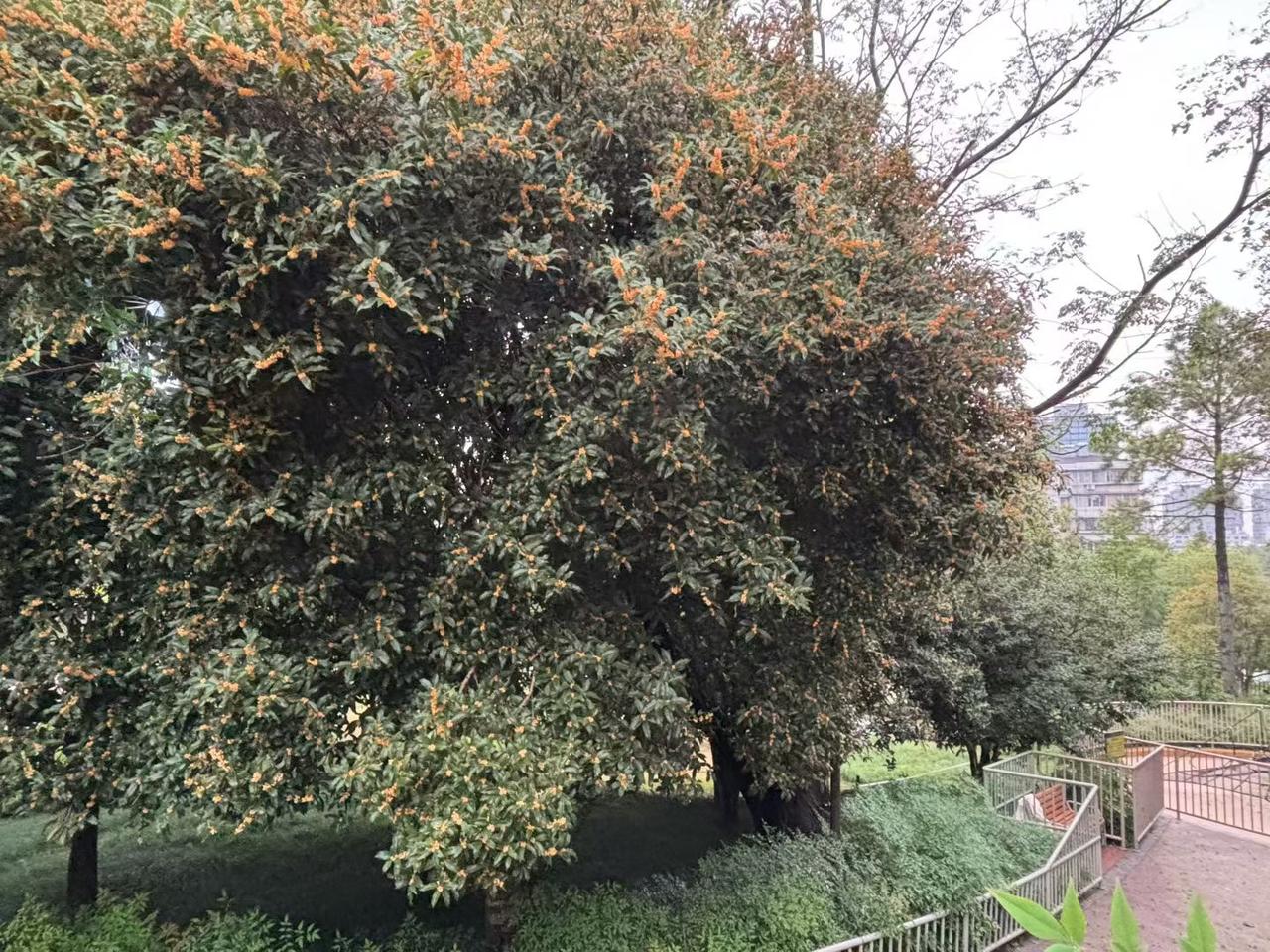 忽闻桂香

正低头赶路，一缕甜香忽然拽住衣角。

像童年时外婆开柜取糖，像旧信笺