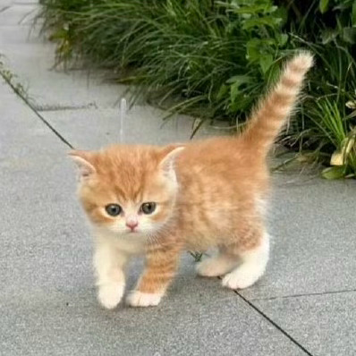 小猫试图用萌力征服钢琴 