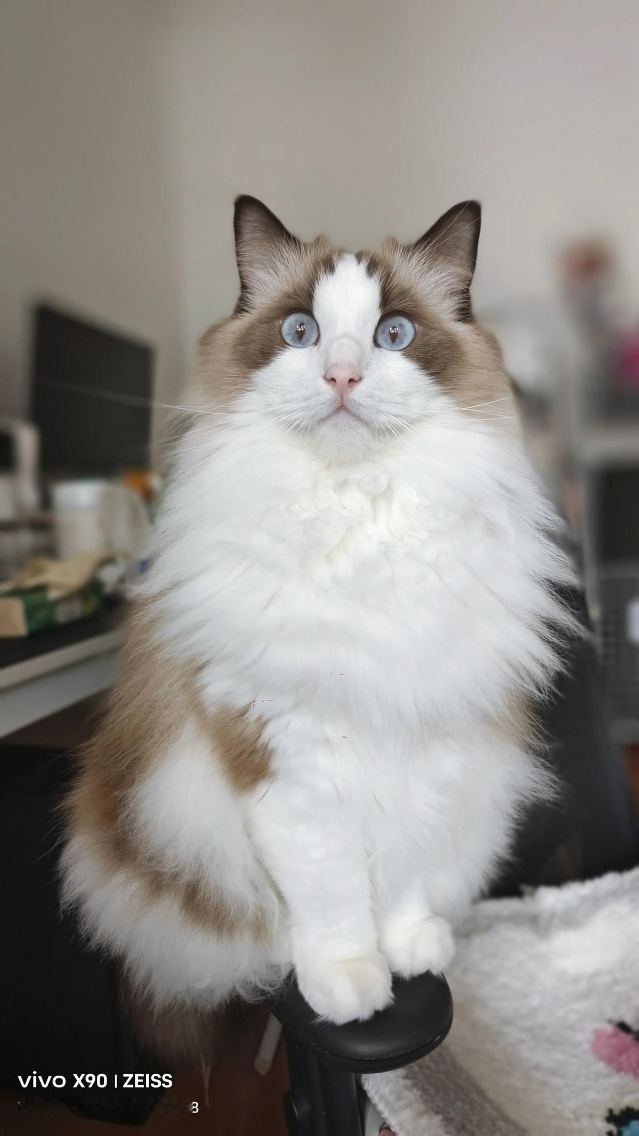看看你们小猫咪最近的一张照片我是高冷的可可小妞，也是可乐帅哥的姐姐呀！友友们晚上
