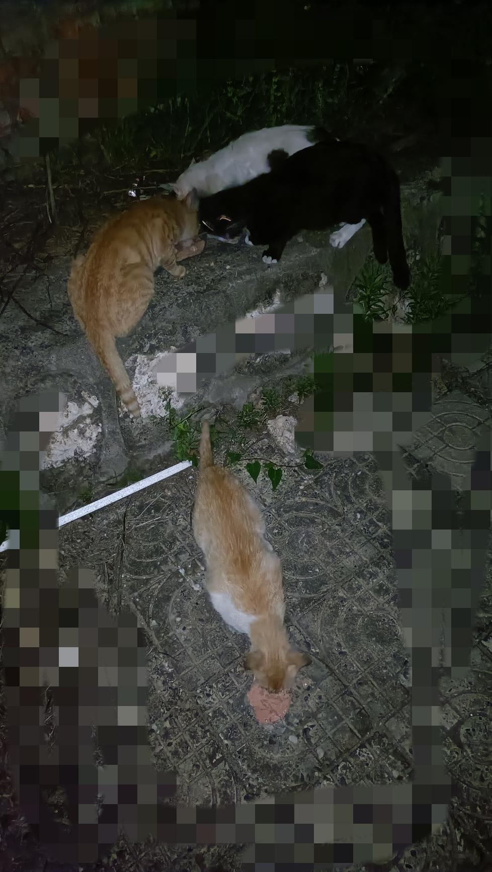 自从投喂点的食物放在了安全的高处，越来越多的流浪猫找到了新的投喂点，不用担心食物