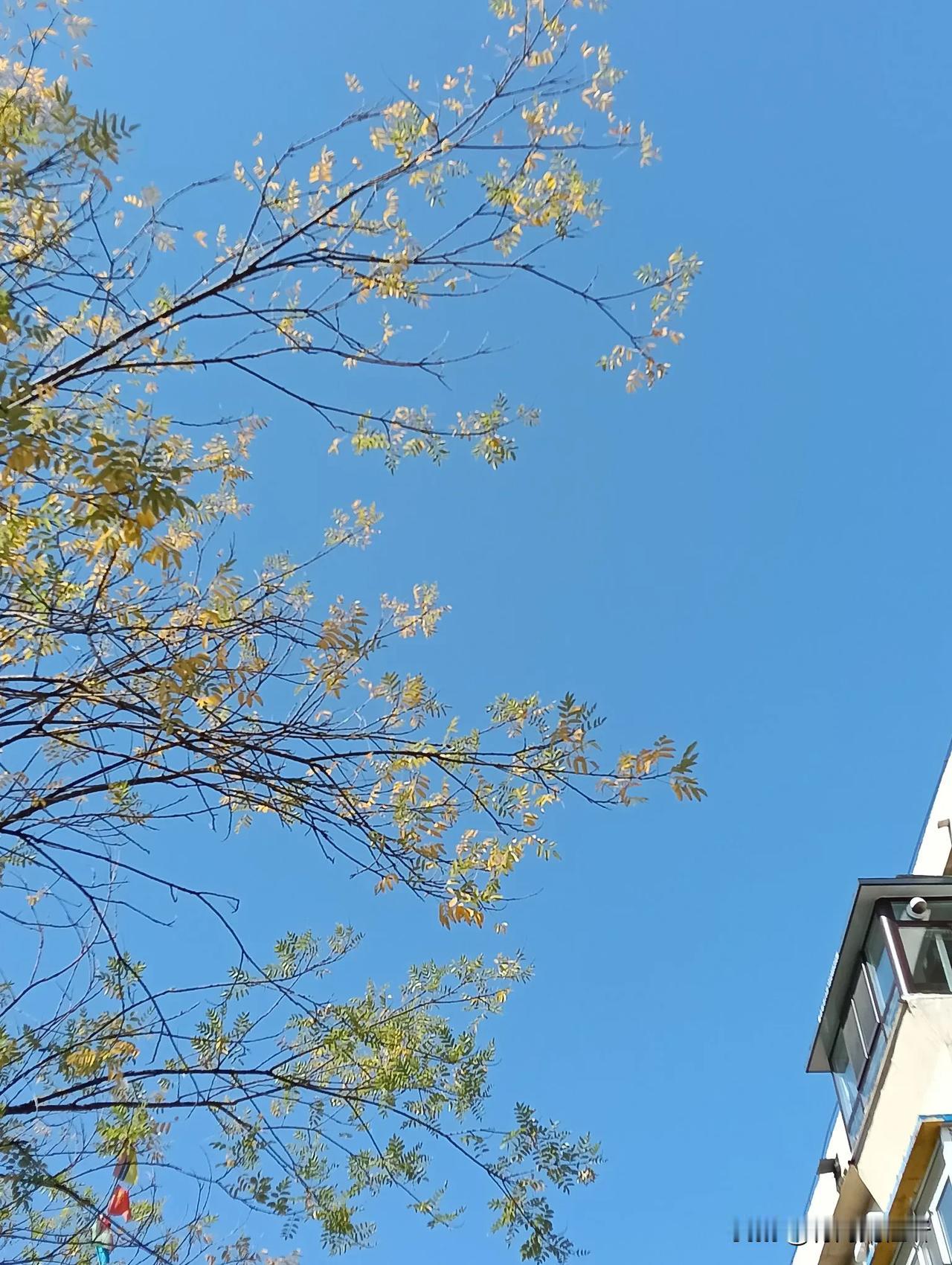 秋意正浓#一张图分享秋日风光##随手拍秋季景色# #分享秋季美景#