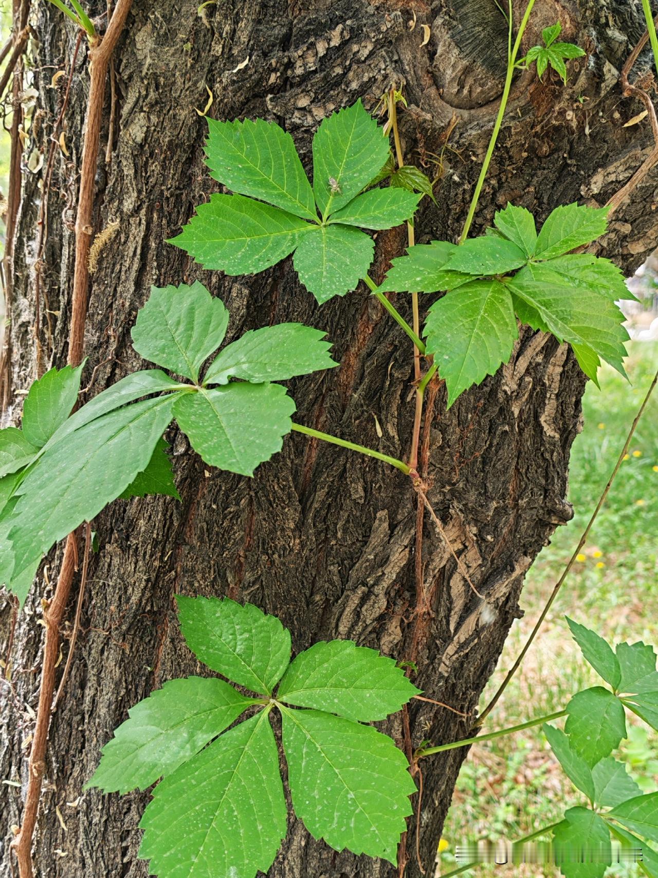春日生活打卡季春芽