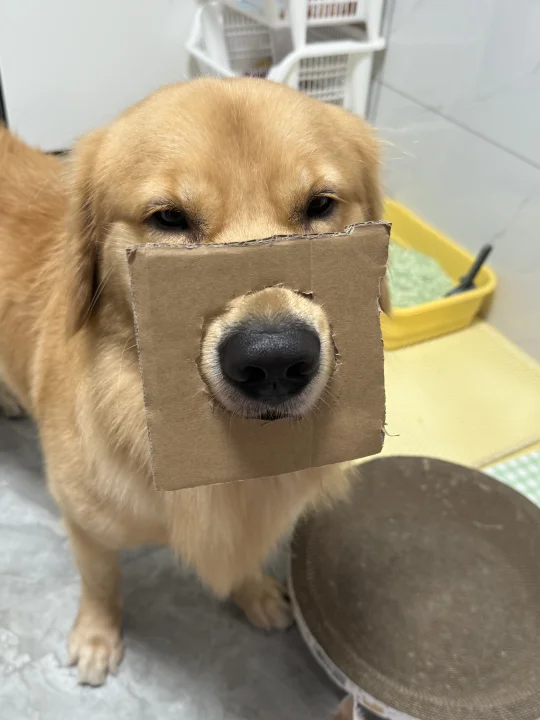 姨姨们 我小斗犯了天条