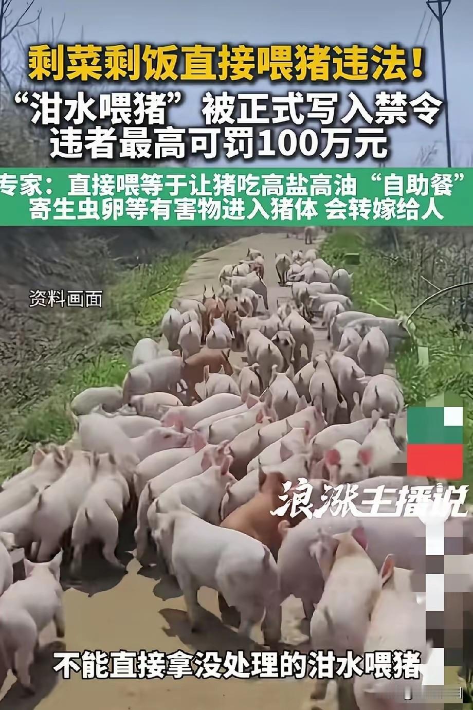 农村几千年都是剩饭剩菜直接喂猪，然后加点果蔬、豆饼、皮糠啥的。现在有专家提出，泔