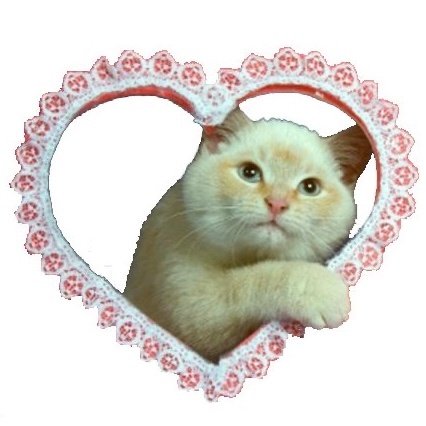 ♥️🎀♥️ 