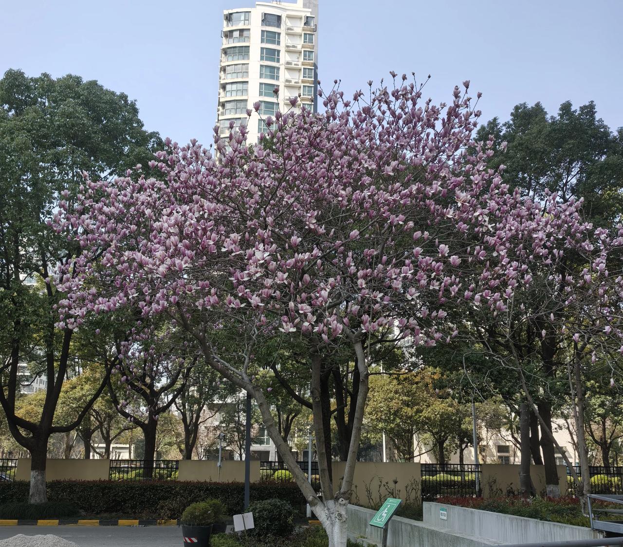 七绝.玉兰花

一树玉兰花怒开，
春风春雨养娇胎。
红轻素淡亭亭立，
浓瓣稀芳款