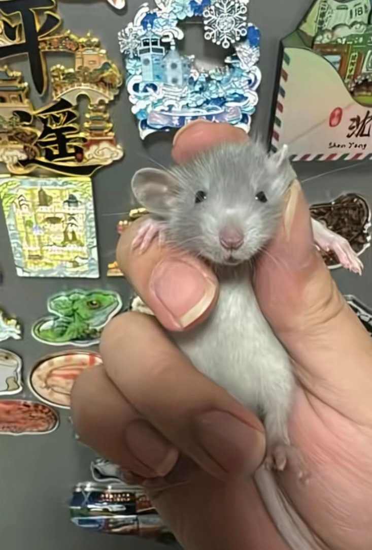 卧槽这个死老鼠萌死了 
