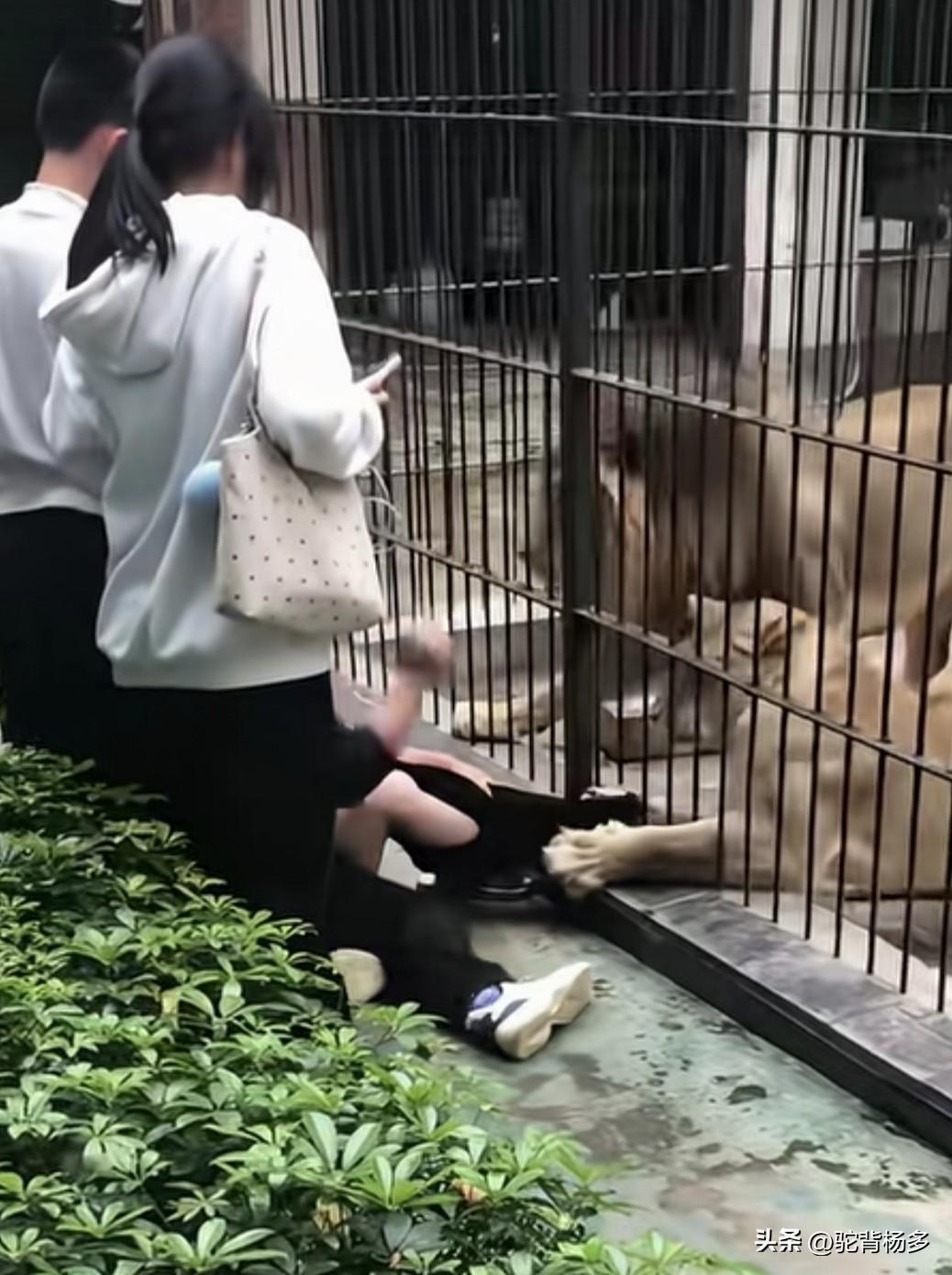 汕头市中山公园，女孩翻越栏杆投喂狮子，不料狮子忽然伸出爪子抓住了女孩的腿，吓得女