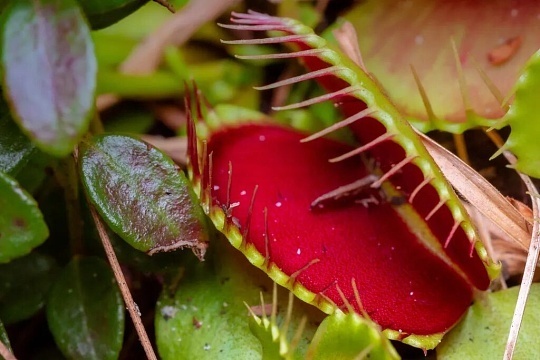 吃肉的植物比想象中要可怕食肉植物真的比我们想象中还要可怕，它们外表安静无害，却个