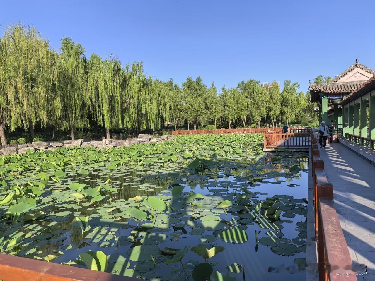 【 临江仙·晨游莲花池】

古淀晴光浮翠槛，风牵岸柳轻柔。
一陂荷影接汀洲。
亭