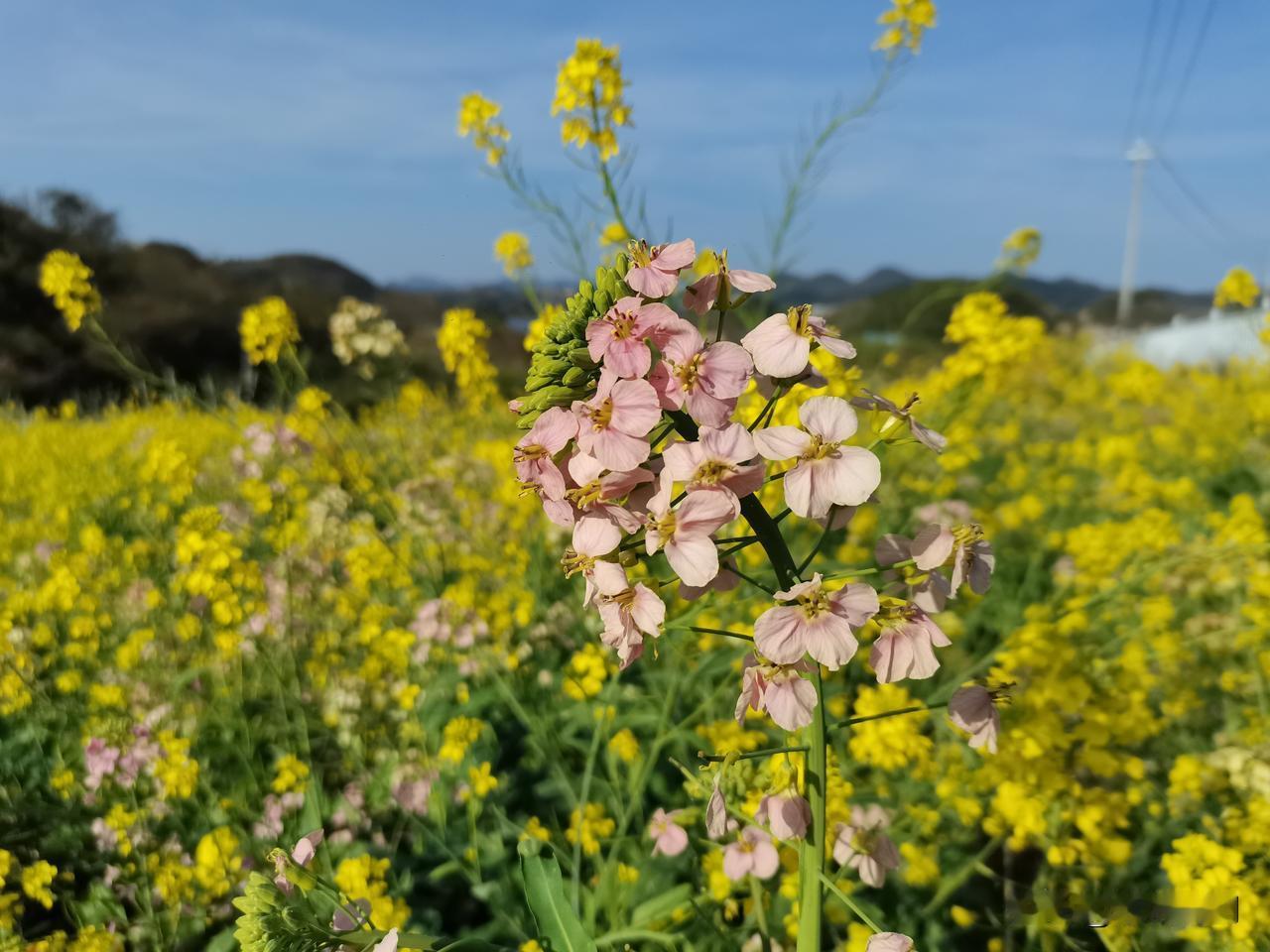 粉粉的小野花混在里面，看着特别有生机。
随手拍了几张，把春天的小美好存进相册里～