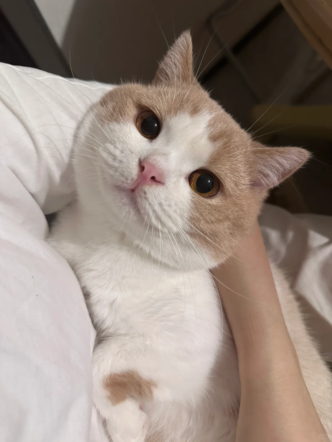 笨笨嘟