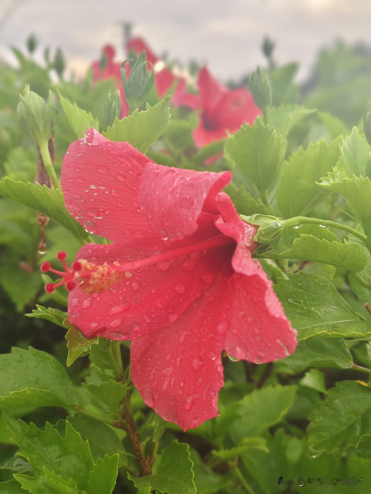 广州花都空铁大道凤凰路雨后实拍，挂满水珠的朱槿花，街边免费观赏点位
下午的雨停之