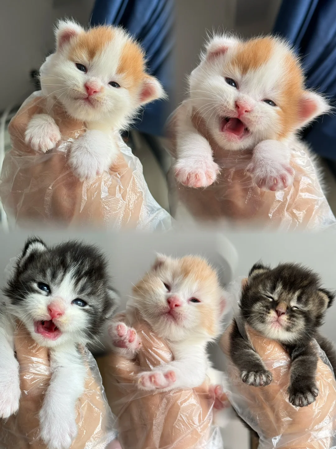 缅因｜哇～新鲜小奶猫管够