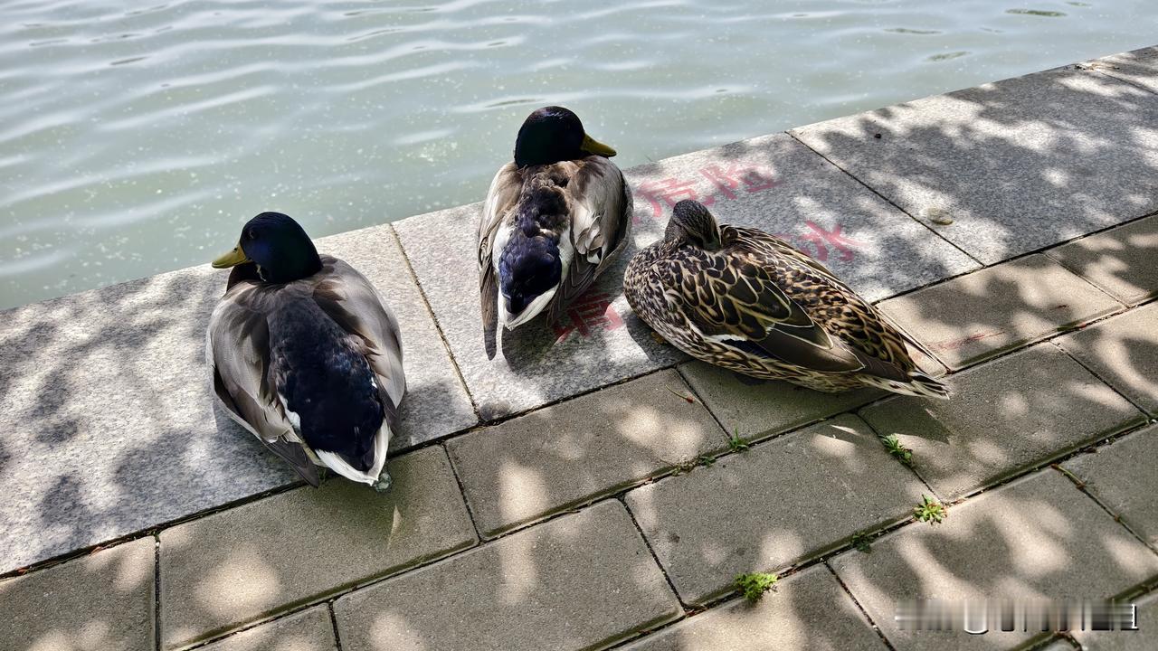 玉渊潭公园的鸭子上岸晒太阳了。
它们不怕人，根本不怕人。
我都可以摸到它们了，他