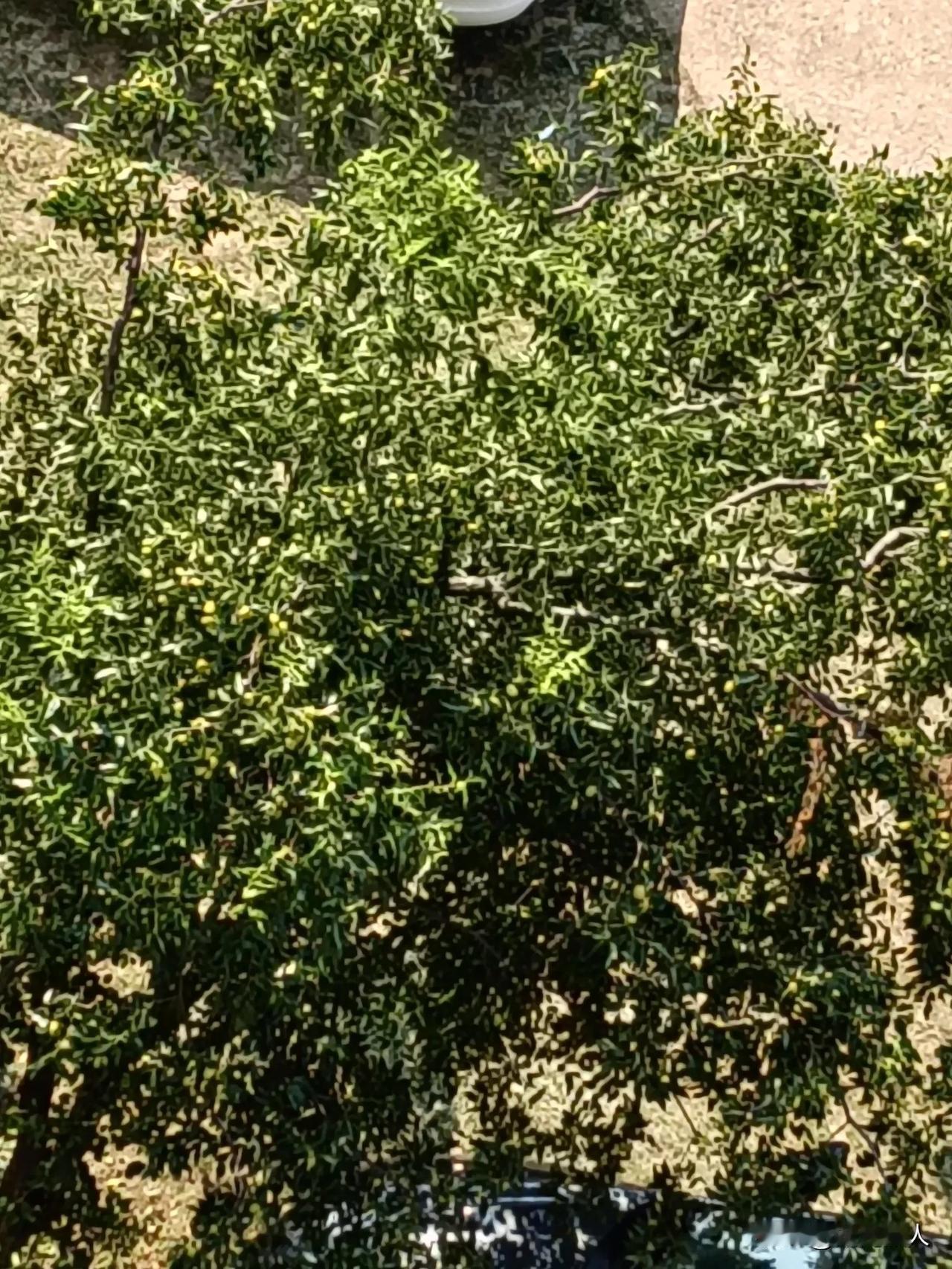 小区旁边的这棵枣树让小区里的大妈们惦记了一个夏天，不为别的，只为树上结满的硕硕大