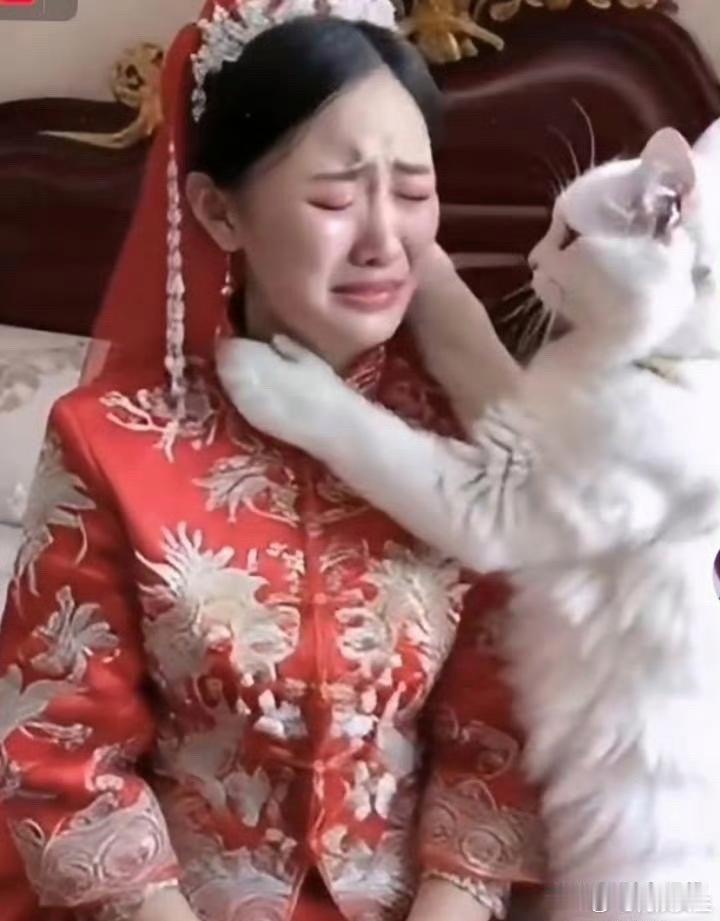 陪嫁过来的猫安慰伤心的新娘，别哭了，以后有我陪着你！这只猫真是养的很有灵性了！ 