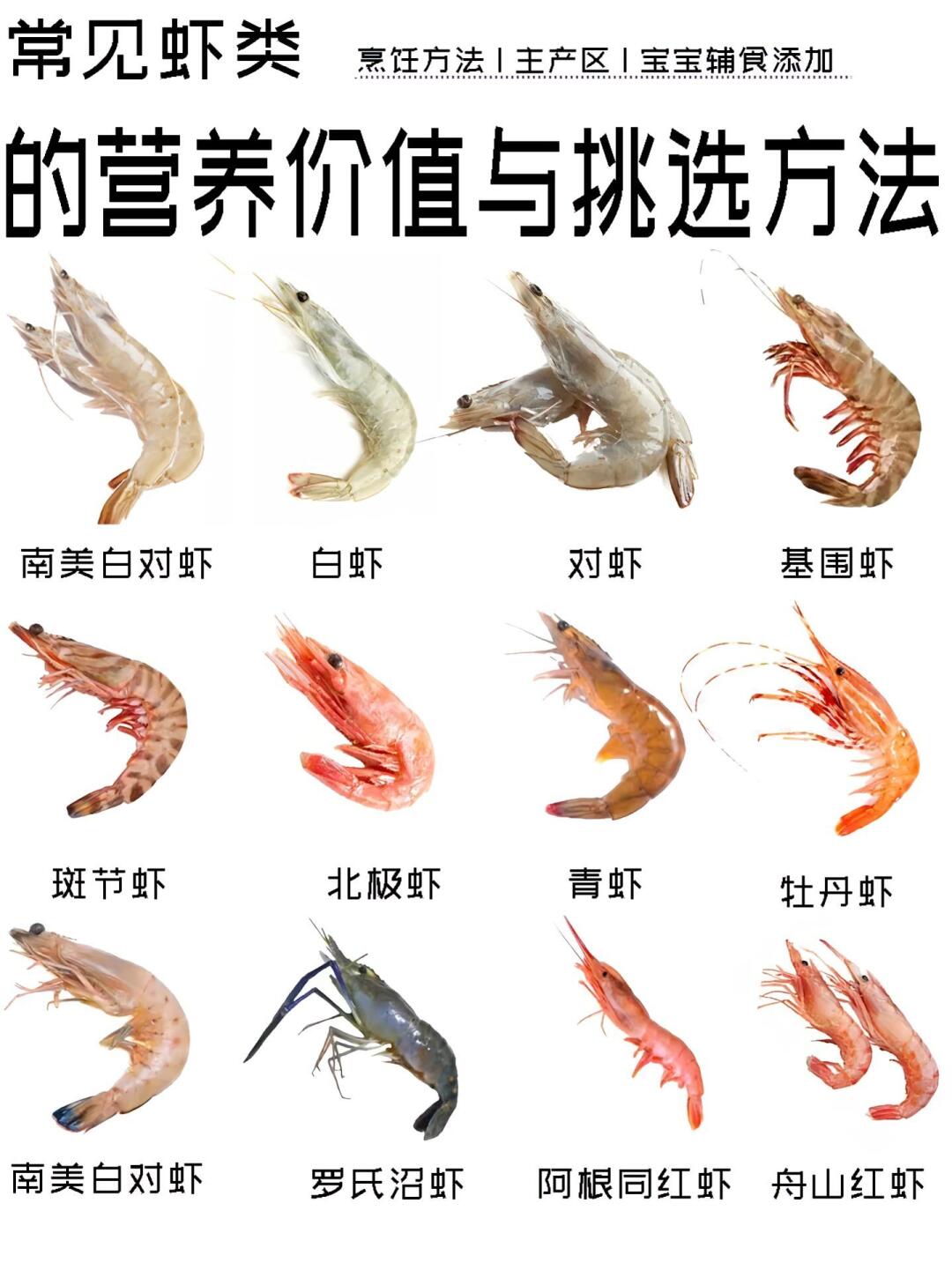 🦐 超全虾类图鉴 | 产地+挑选+做法一篇搞定