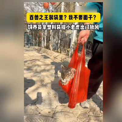 在宝山前野生动物园，上演了一幕超有趣的画面：饲养员竟用红色塑料袋提着小老虎出门放