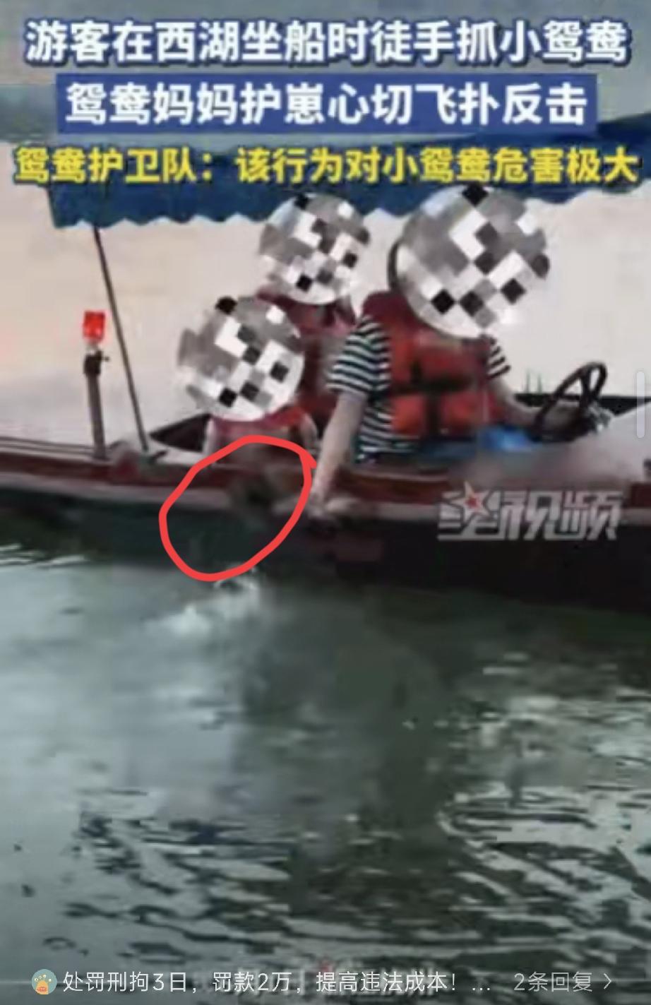 浙江杭州，一名游客在船上，光天化日之下，竟然伸手把一只还没长全毛的小鸳鸯给捞了起