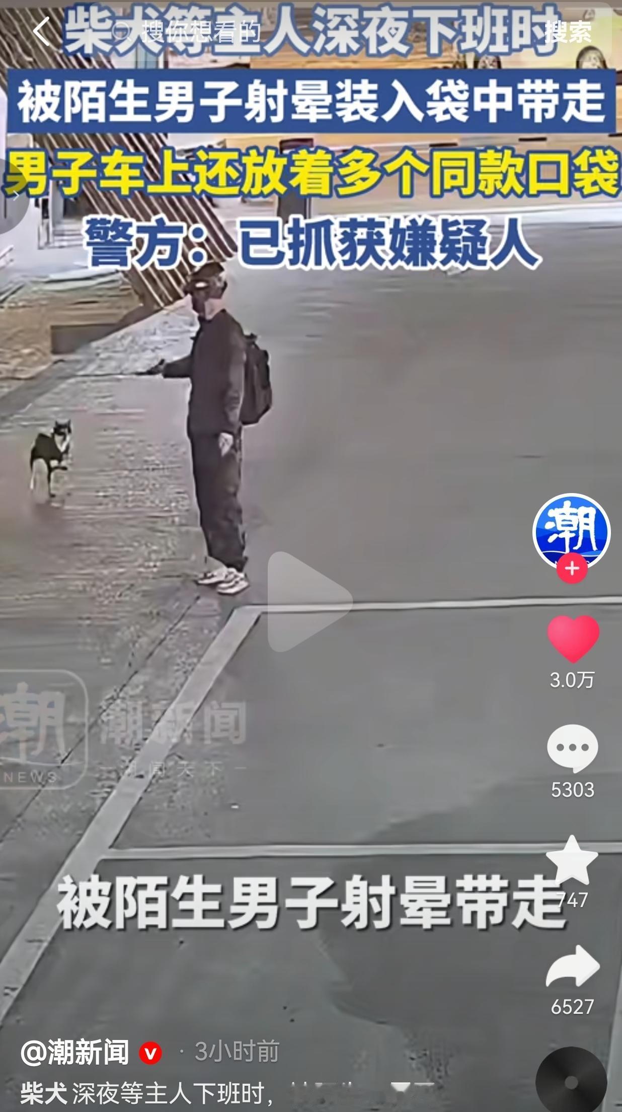 德阳忠心柴犬深夜守店等候主人，被不法分子用弓弩射晕掳走，嫌疑人落网查获全套作案工