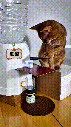 这个视频我看了好几遍，看完真是佩服这只小猫，这本事简直太神了。
主人本来想试试，