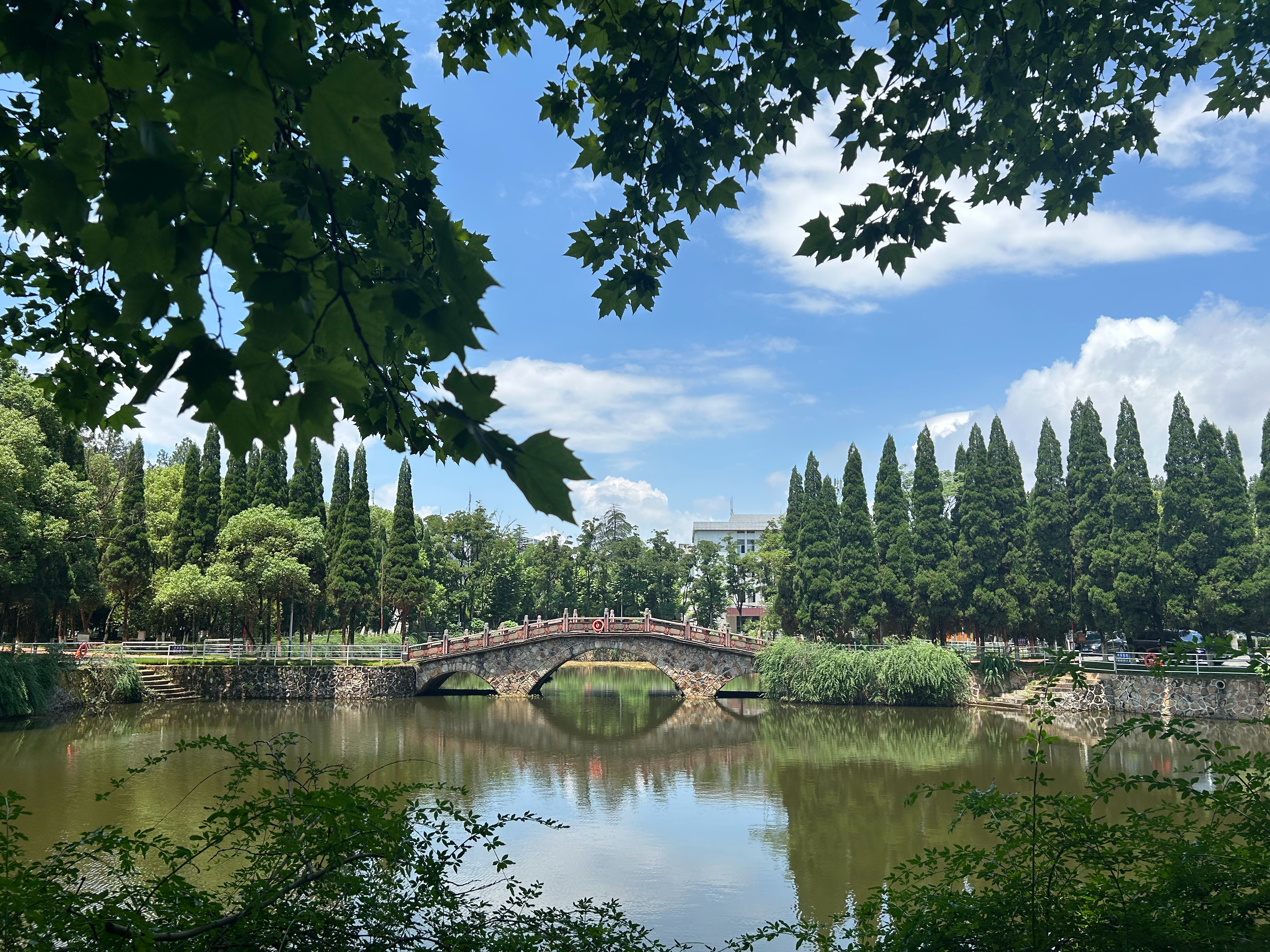 校园随手拍 处处都有好风景忙碌之余 也别忘了抬头看一看🌿☁️ 