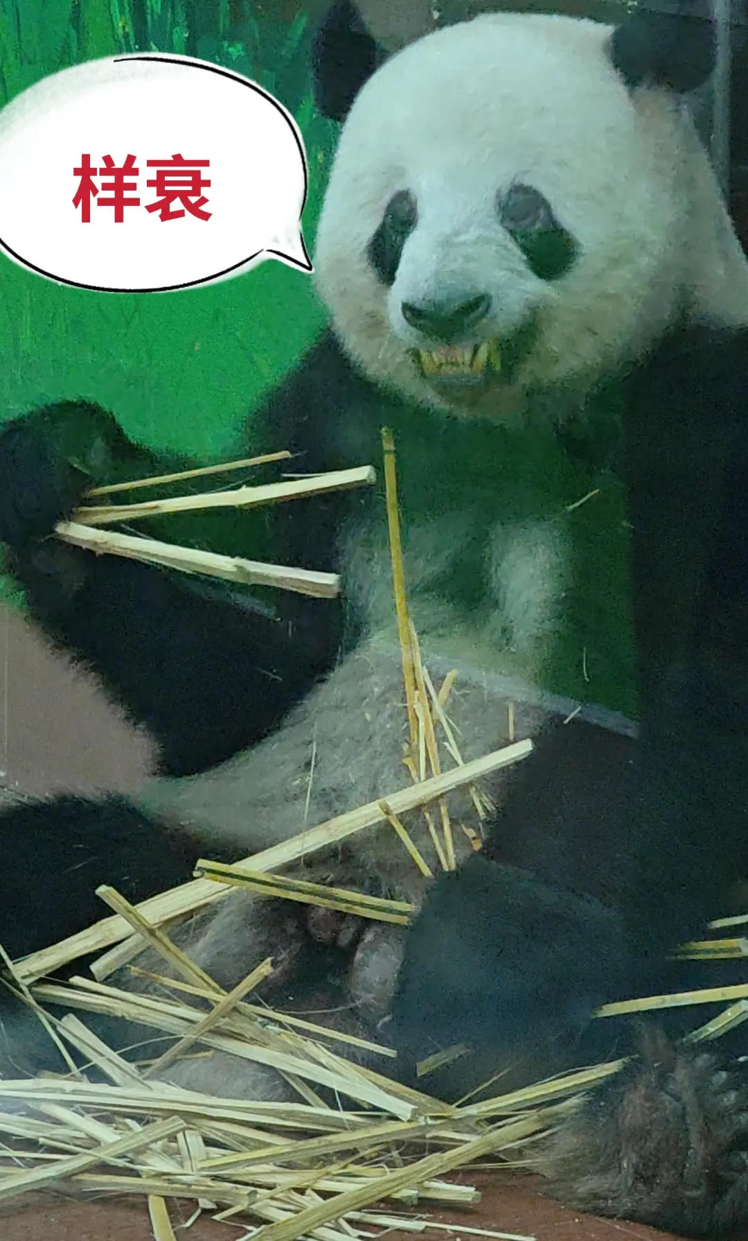 原来我23年拍星一，已经是纯黑风。辛苦了星。