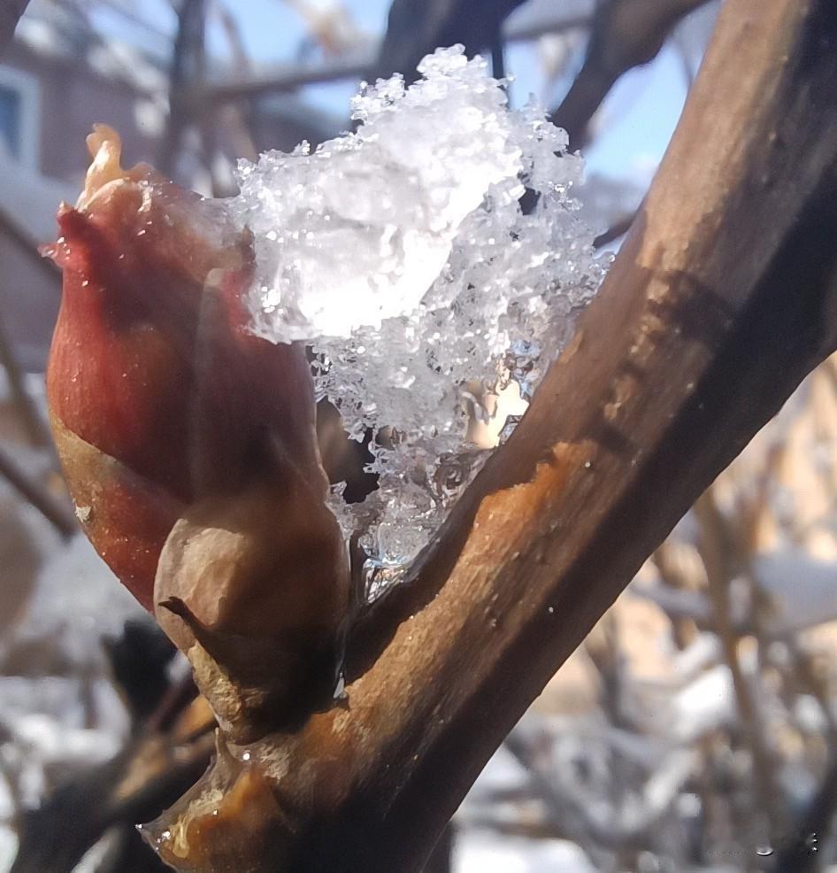 春暖花开，大家都在晒各种花花，今天我晒一下那个叫雪的花！
春雪落满花架，草木披上