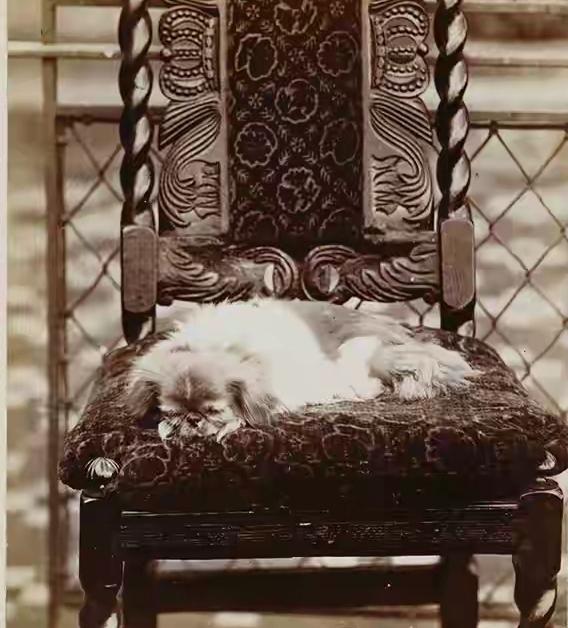 列强是凶残且贪婪的，左图是1860年英法联军从圆明园抢走的五只京巴犬中的一只，被