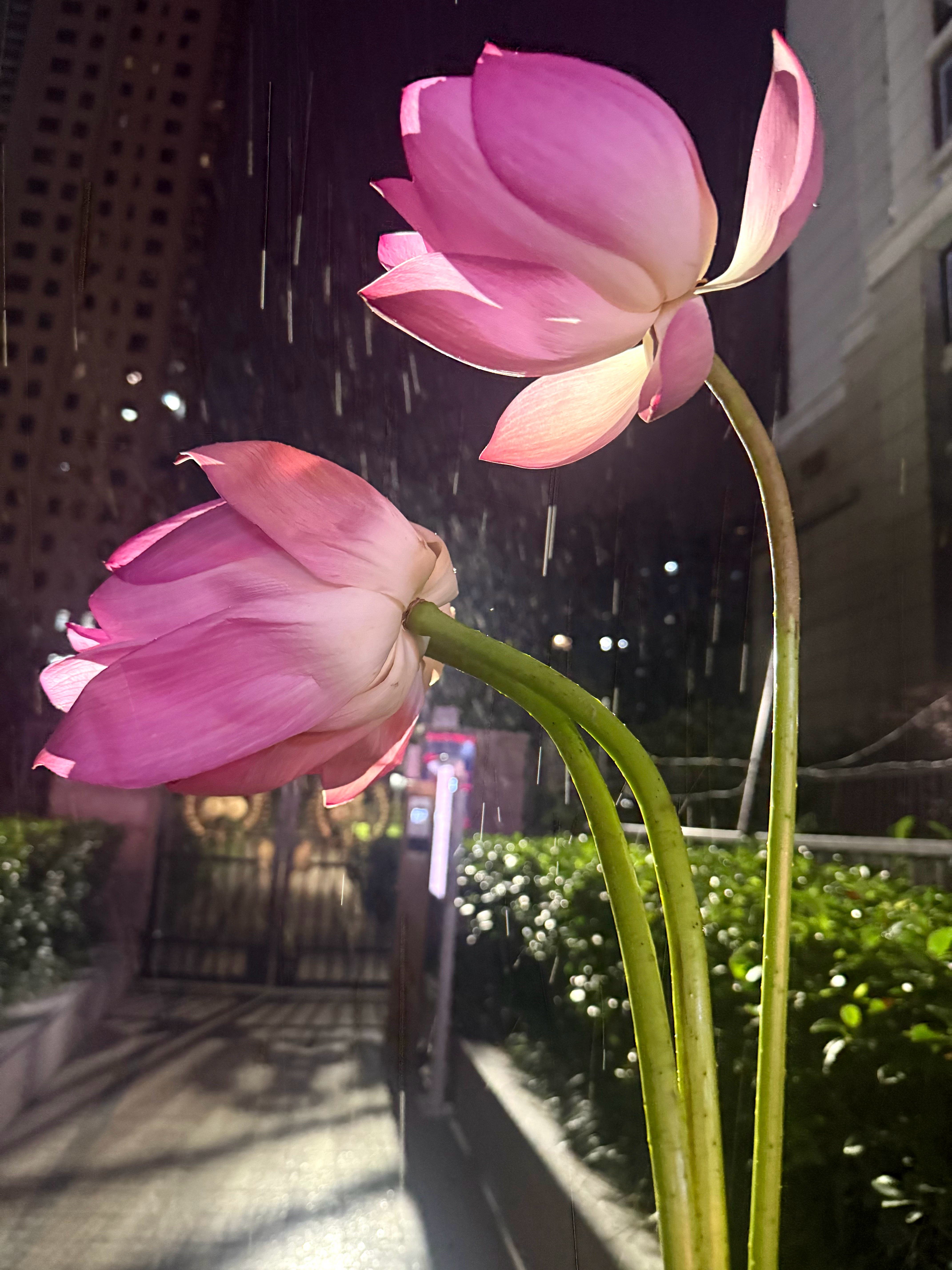 想见老朋友又怕打扰他们的生活 ​​​