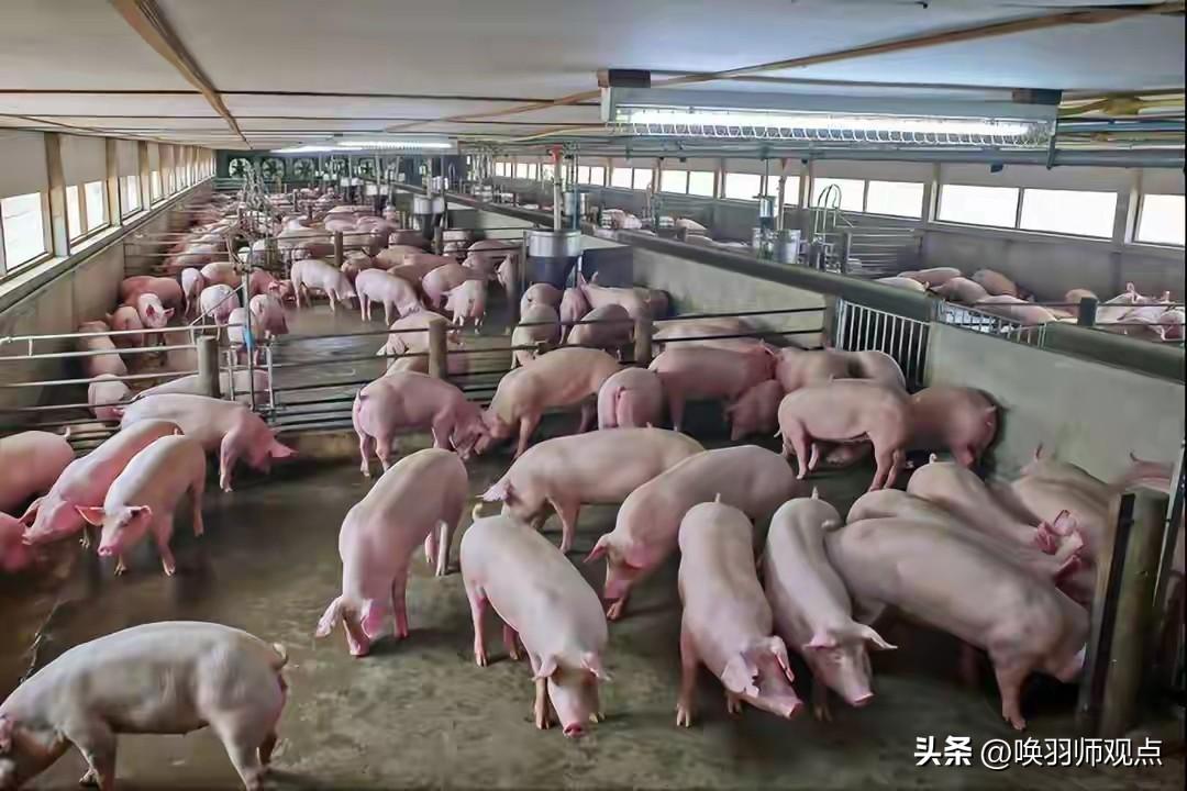 猪价跌破6元/斤，卖一头亏280元！这轮“猪周期”为何如此诡异？

近日，猪肉价