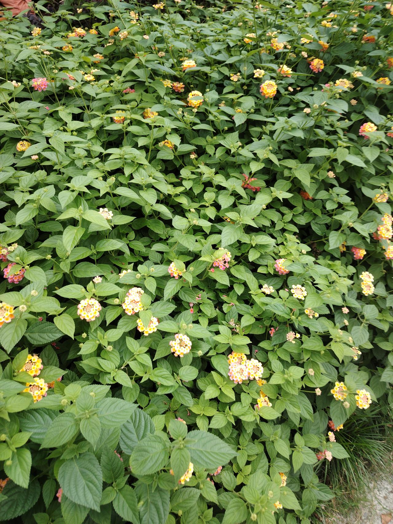 繁花似锦的花园，色彩斑斓，生机勃勃！🌸🌿
花园简直是大自然的调色盘，色彩斑斓