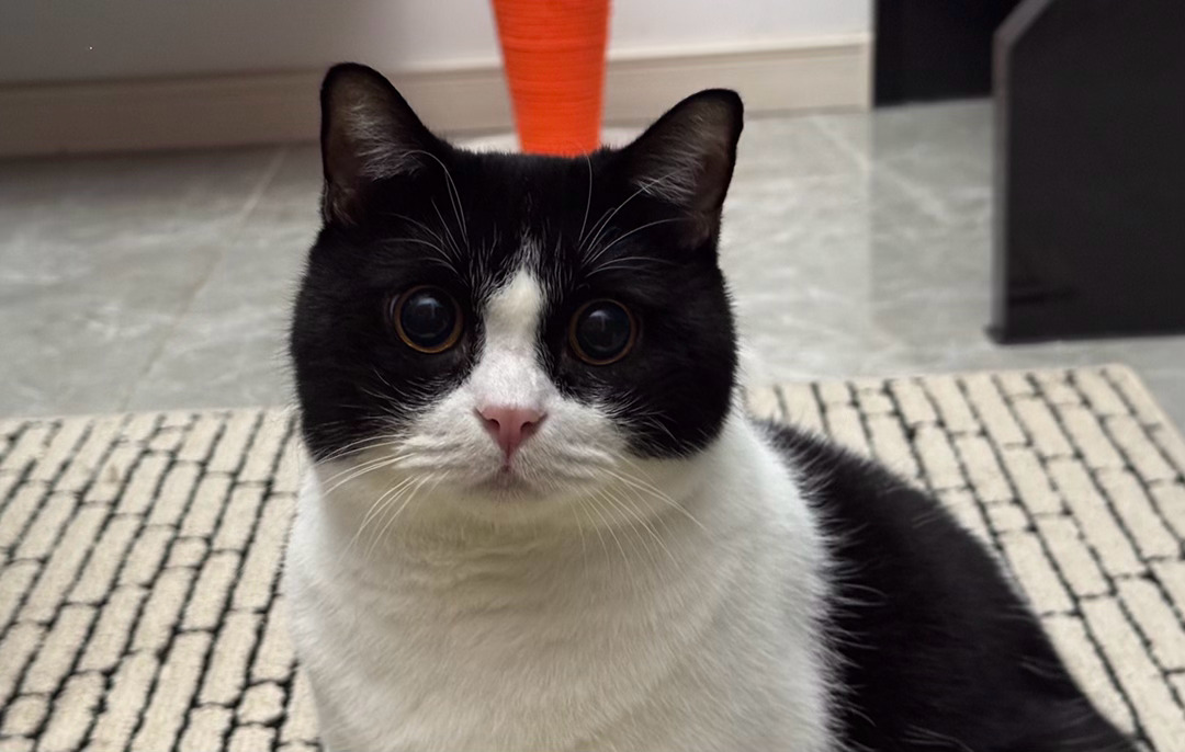 我想揍您很久了！daily奶牛猫 （投稿：） 