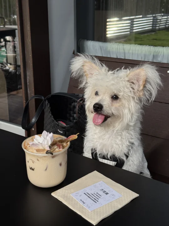 希望郑州这样有意思的店多一点。宠物🐶友好