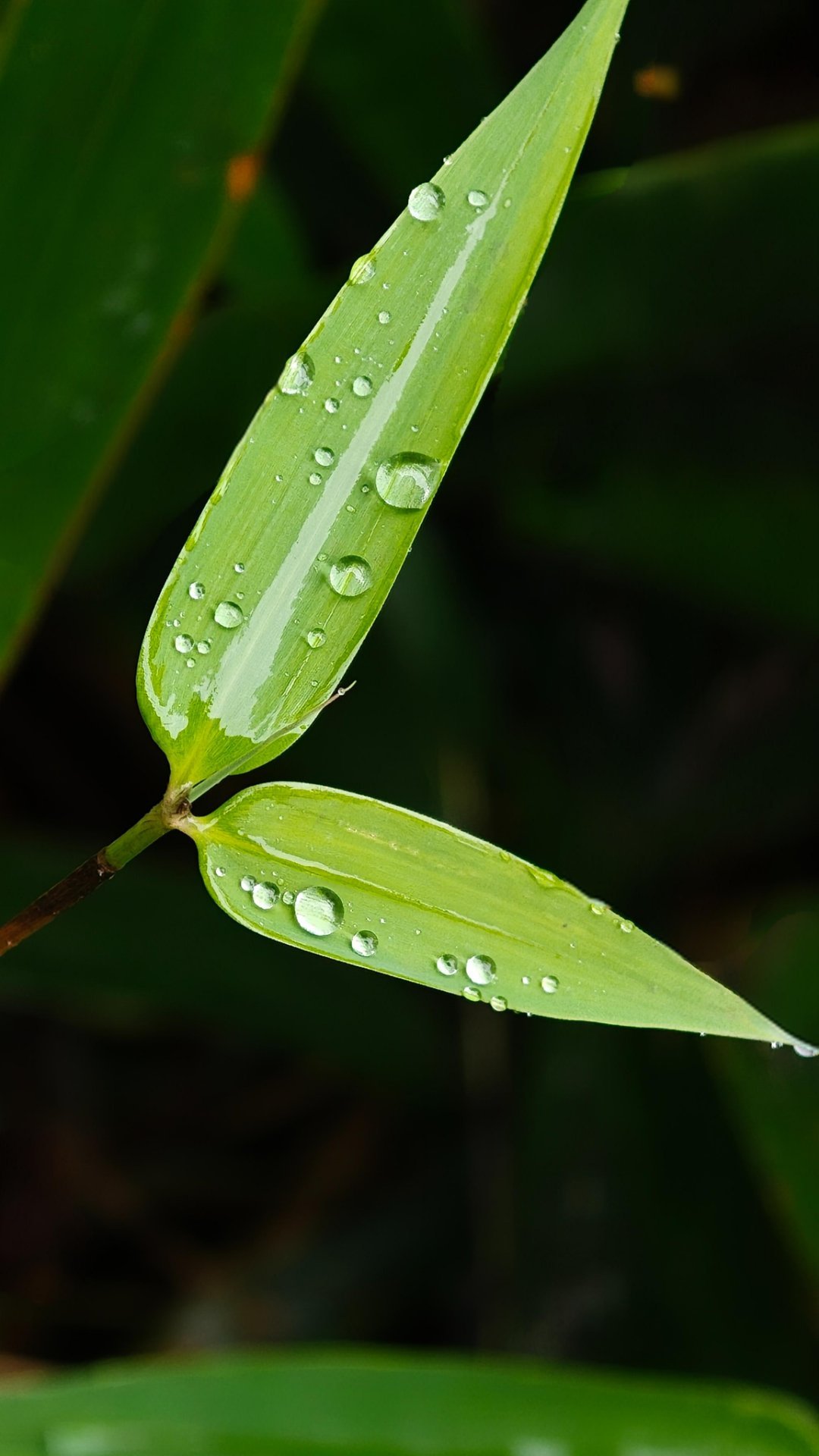 赶在夏天来临之前我遇见了书上的风景 每一缕阳光都在诉说温柔，每一场细雨都在滋润心