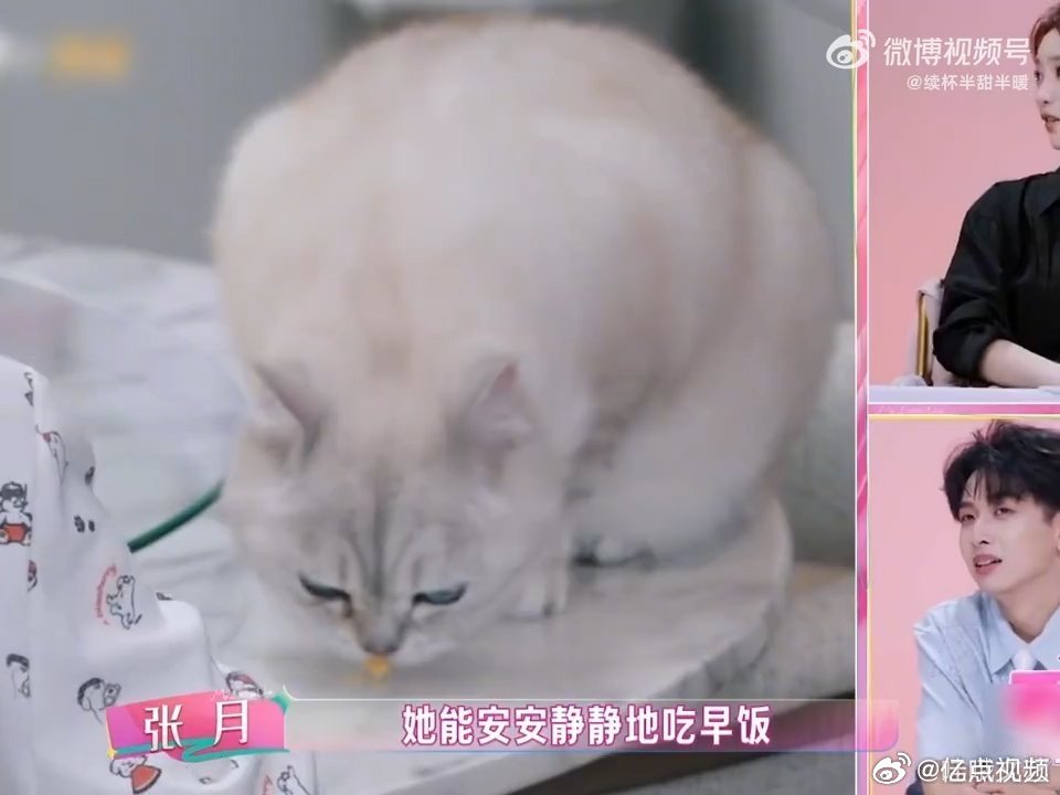 陈瑶怎么把小猫养得这么乖的我家那闺女被陈瑶和小猫的日常狠狠治愈，和猫咪相处松弛又