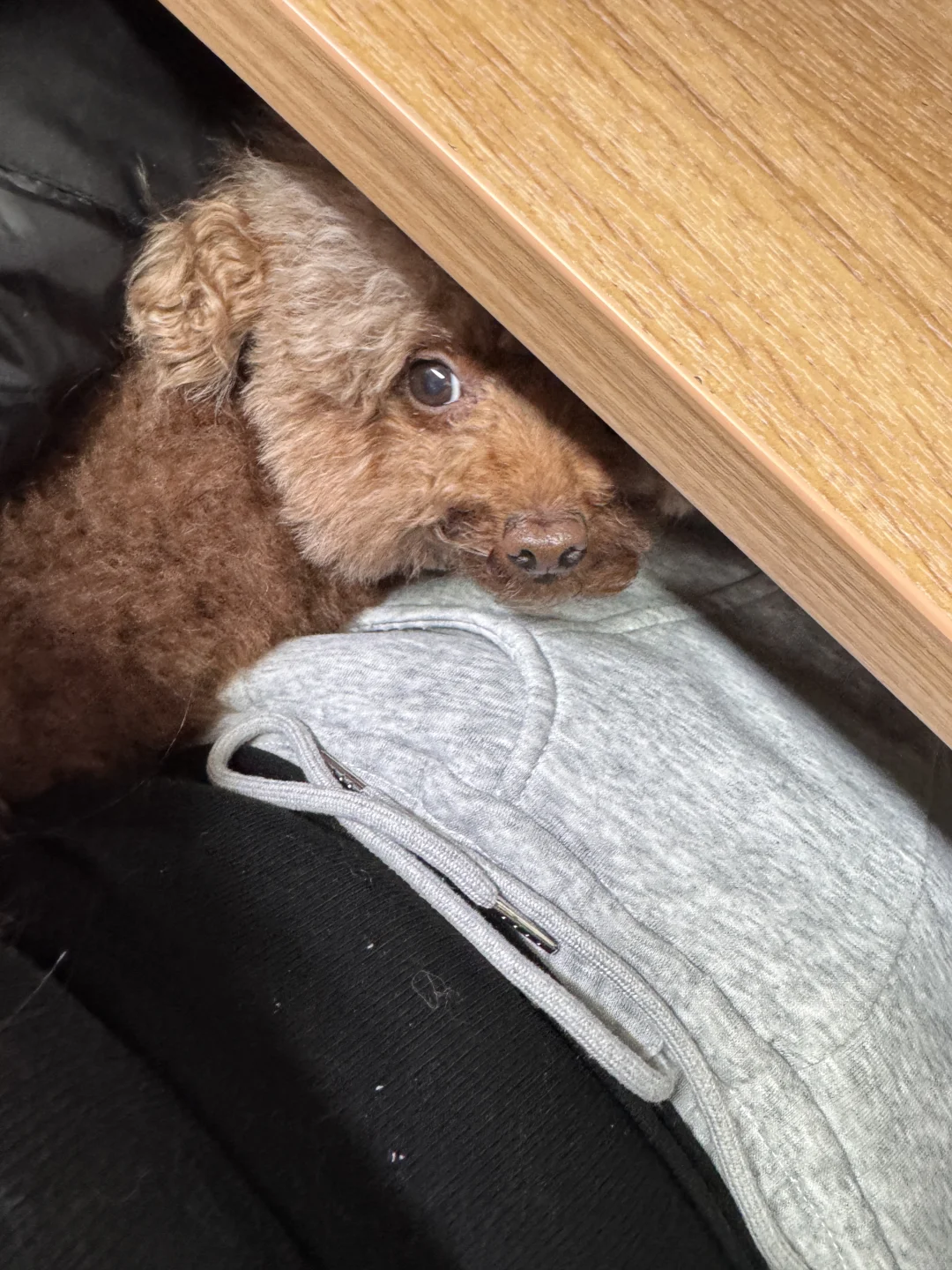 🐶：周末偷偷上个班🤫