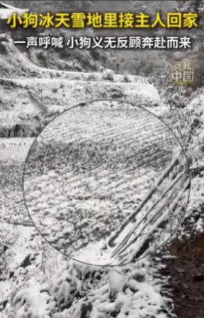 被新华社点赞了！湖北一女子带女儿回老家，眼看快到村里了，女子大喊：旺财，我回来了