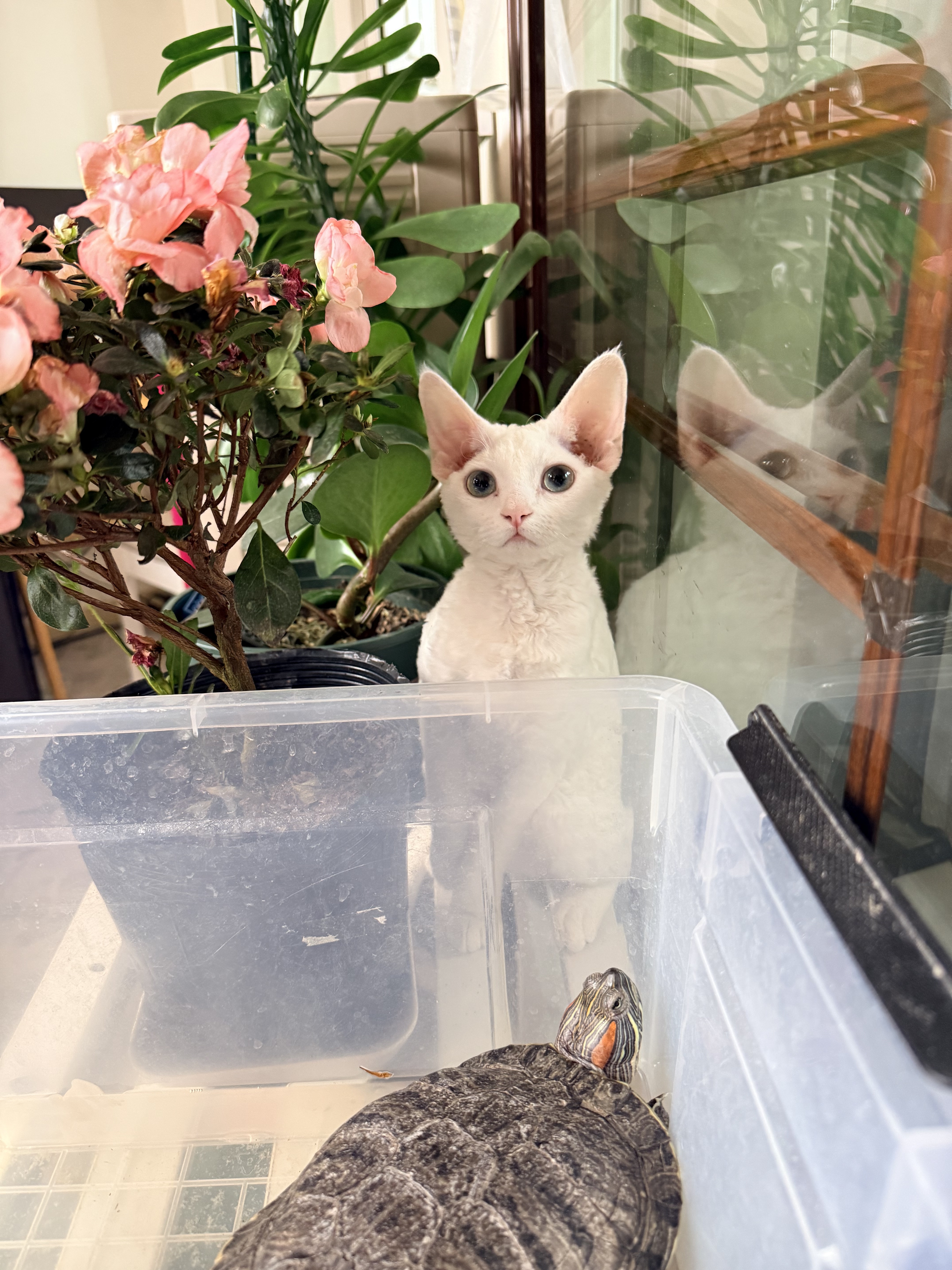 八喜：“呆滴，俺想喝🐢汤，让我尝尝呗。”小盾牌：“咦，这是什么超绝萌物？想亲一