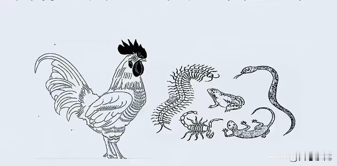 【鸡是五毒克星】生物链使然，蝎子，蜈蚣，蜘蛛，蛇都是虫类，蛤蟆也是小的两栖动物。