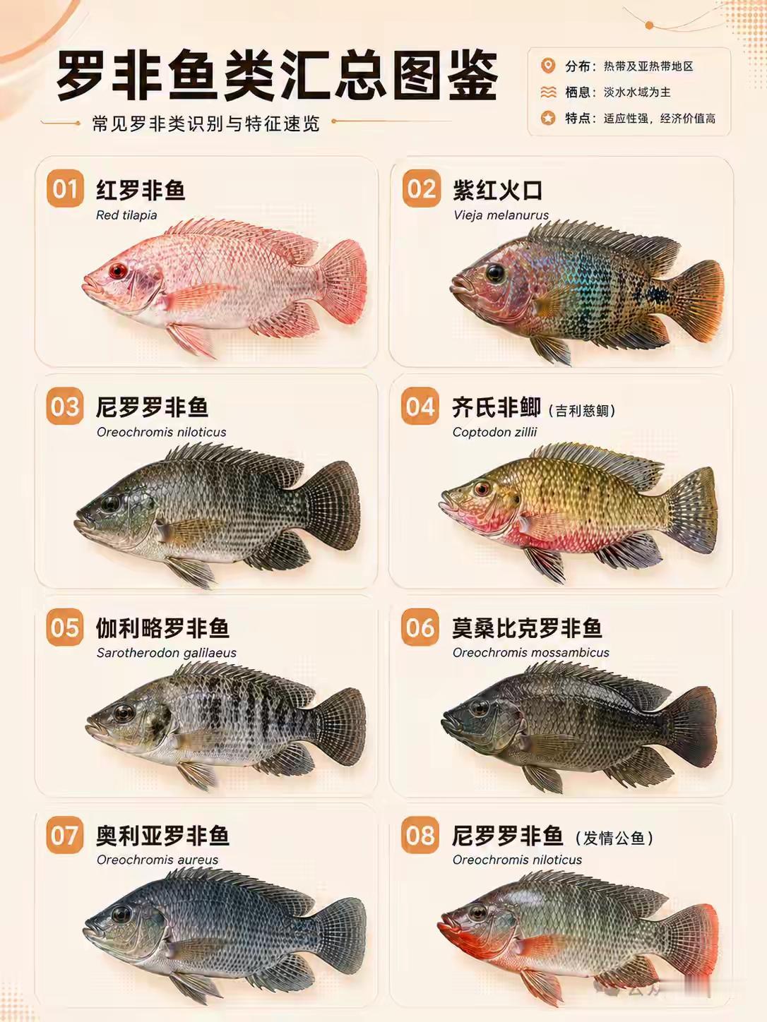 我喜欢吃罗非鱼的肉，但是好几种罗非鱼的种类我不知道。