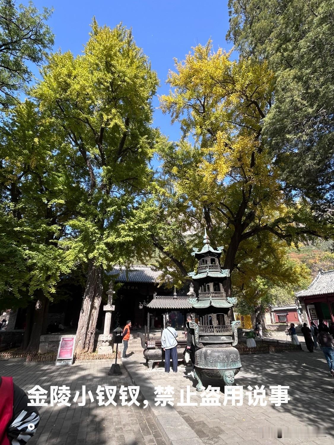 今天去长清灵岩寺了，因为那里的两棵银杏树特别有名，每到这个季节会引来无数人打卡拍
