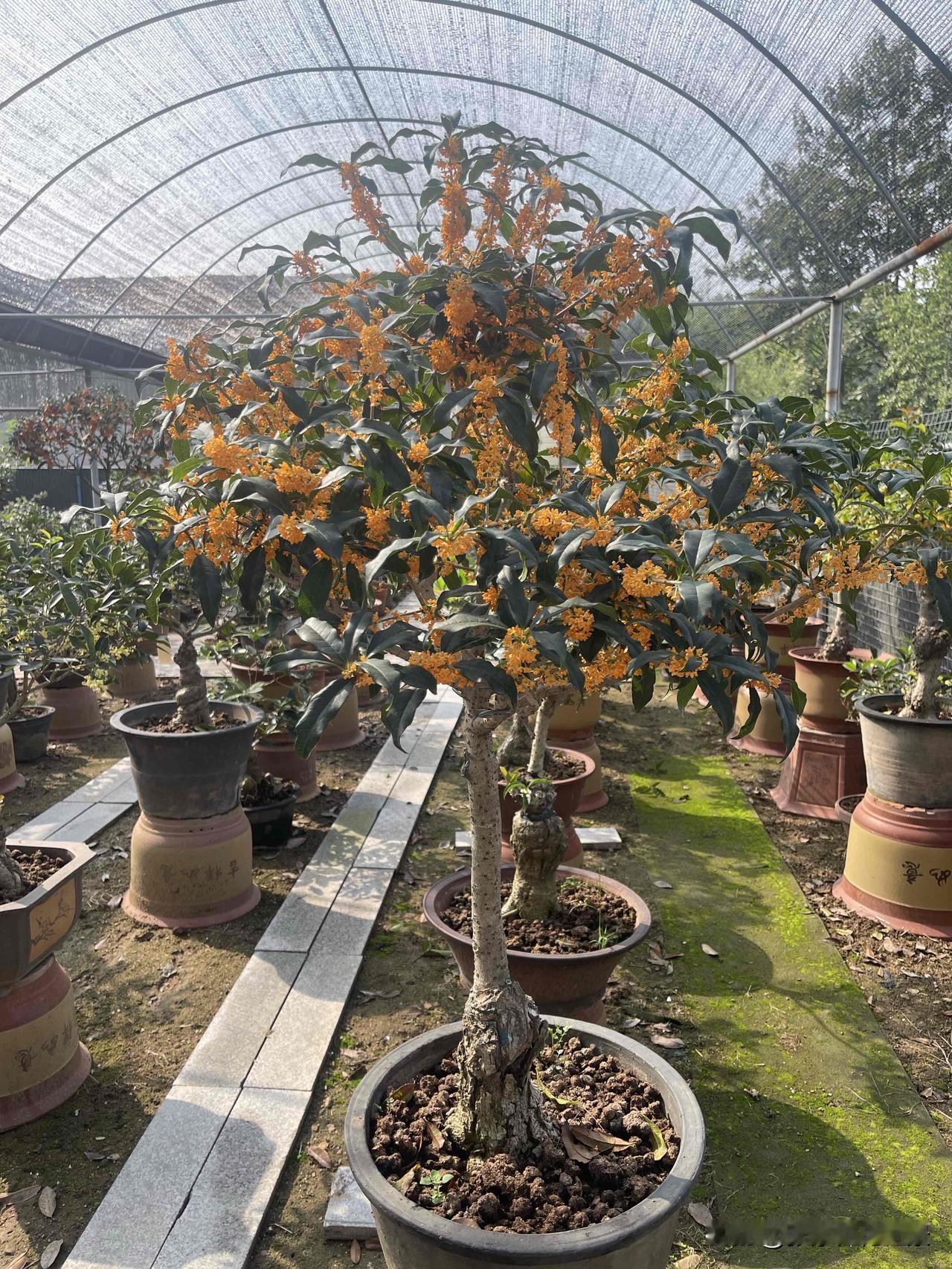 金桂银桂丹桂四季桂怎样区别金桂开花黄色，银桂开花淡黄或白色，丹桂开花橘红色，四季