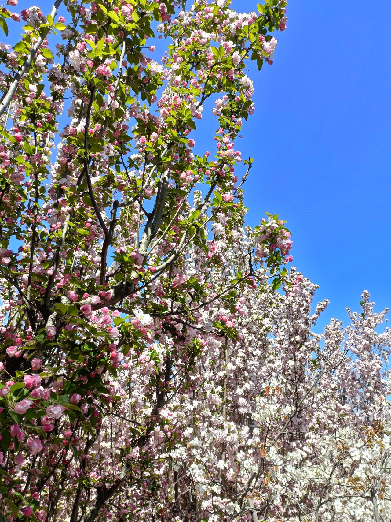 今年春天最想实现的心愿看看花，看看草，看看绿色植物，看看蓝天