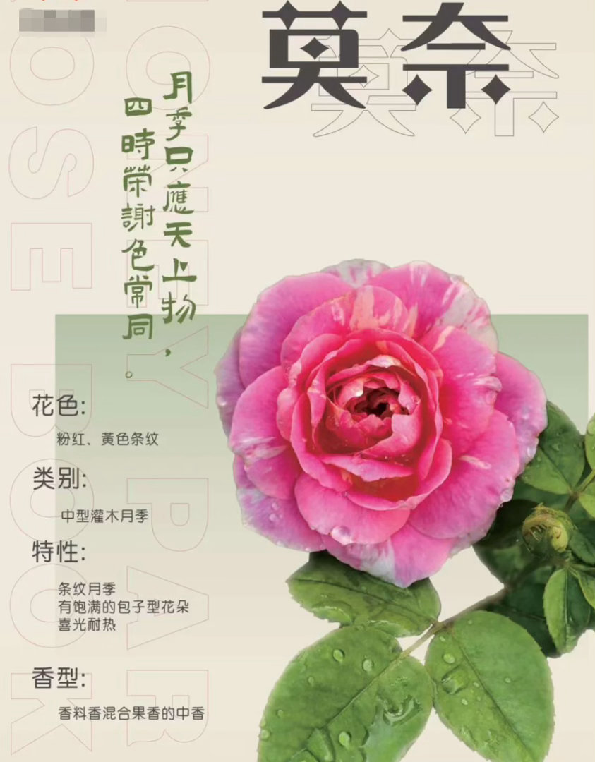 这种月季热了会脱妆莫奈的画开在了月季上都说花无百日红，放在莫奈月季身上是真的！天