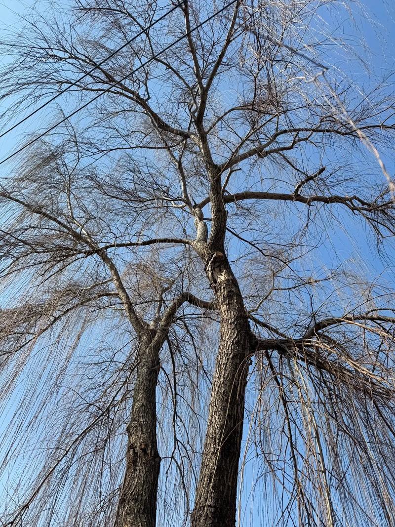 枯枝勾勒天空，像生活偶尔的留白，静待生机。