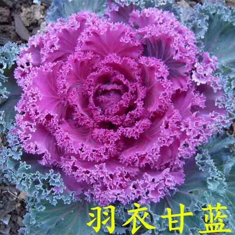 个签分享