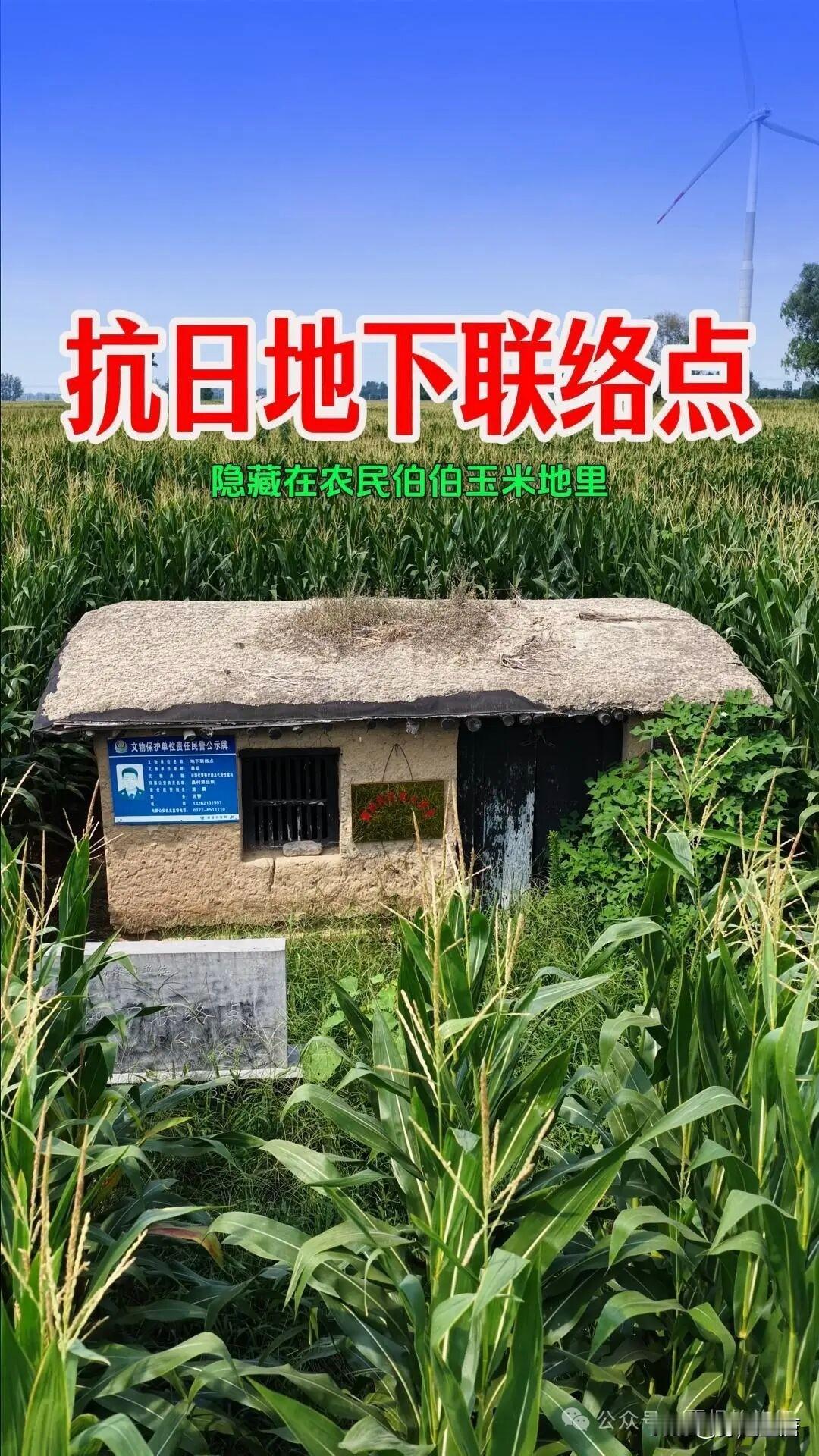 密密层层的玉米秆充当天然屏障，掩护地下工作者传递情报，于青纱帐里开展秘密斗争。