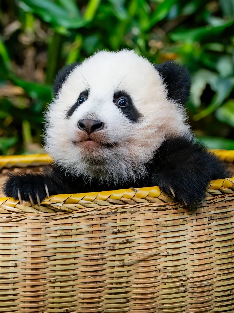 妹猪暂露头角~